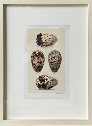 HABITS Egg Print